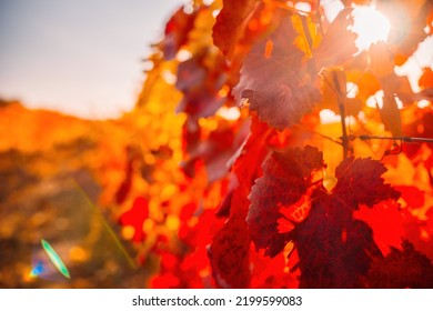 Bright autumn red orange yellow grapevine leaves at vineyard in warm sunset sunlight. Beautiful clusters of ripening grapes. Winemaking and organic fruit gardening. Close up. Selective focus.