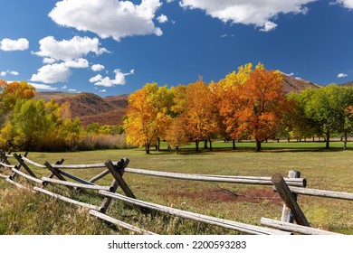 Bright autumn trees at Wasatch mountain state park in Utah.