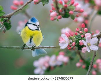 bright azure songbird in spring blooming garden sitting on a branch of an apple tree with pink buds