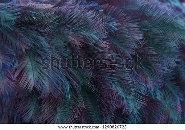 neon ostrich feathers