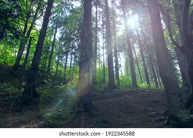 Bright beam of light forces its way through dense trees in forest. Ray of sun breaking through dense foliage in forest. Light between trees in the forest. A ray of light in darkness. Wild wood.