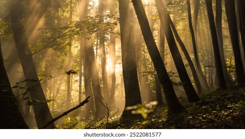 Bright beams of sunlight pierce through leafy treetops, illuminating a misty forest. The soft morning light and dense trees create a calm, magical atmosphere in the awakening of the wonderful nature. - Powered by Shutterstock