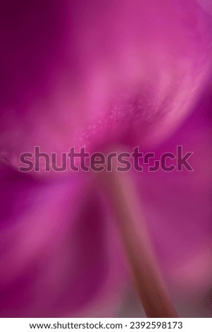 Bright Beautiful Blossom Orchid Closeup