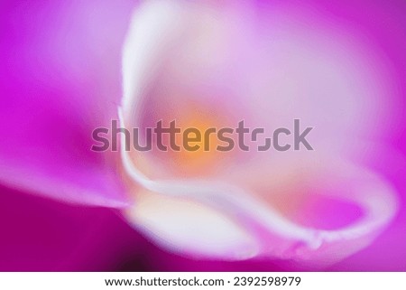 Bright Beautiful Blossom Orchid Closeup