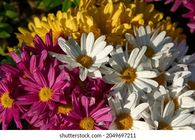 Bright beautiful bouquet of yellow white and red flowers, fragment, close. High quality photo