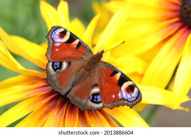 Bright, beautiful Butterfly Peacock Eye, sits on a yellow flower Rudbeckia hirta. Aglais io. Monarch Butterfly pollinating flowers Rudbeckia in the Summer day,soft background. Peacock Butterfly  - Shutterstock ID 2013886604