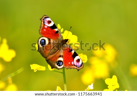 Bright, beautiful butterfly Peacock Eye (Aglais io), red with colorful circles on the wings, sits on a yellow flower (Brássica nápus). Russian Federation, Sverdlovsk Region, Artemovsky District.