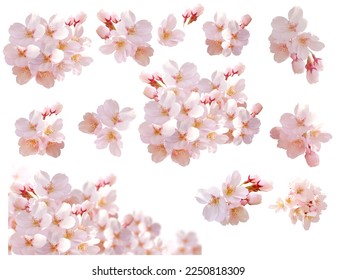 Bright and Beautiful Cherry Blossom Pictures - Shutterstock ID 2250818309