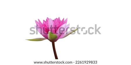 Bright and beautiful closed up Pink waterlily on isolated background