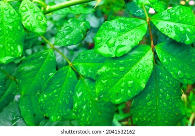 Bright, beautiful, green leaves with water drops after rain. Dew drops close-up.
