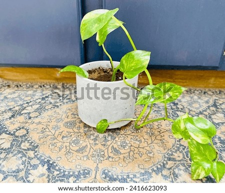 Bright beautiful neon green lithos plant vine house plant on popular design rug and concrete pot