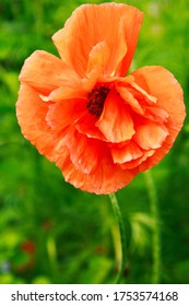 bright beautiful orange poppy flower blooming in the garden on a sunny day