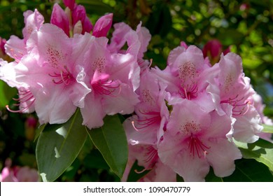 Bright and beautiful rhododendron blooms in the spring time around the State Capitol building in Olympia, Washington.