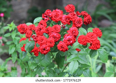 bright beautiful roses in  botanical garden - Shutterstock ID 1771976129