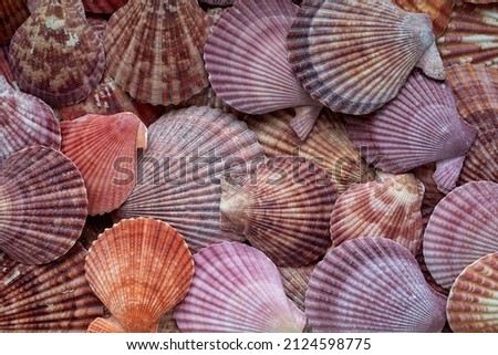 bright beautiful sea shells background