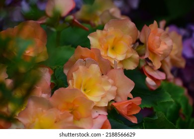 Bright Begonia Buds Close-up. Ornamental Plant Flowers. Flowers In Green Foliage. Beautiful Bokeh With Blurred Background. No People. Nature Background