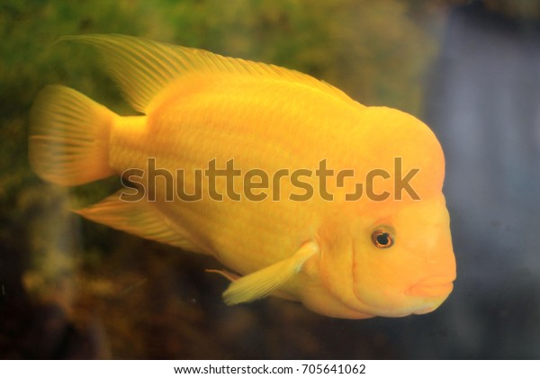 big fish aquarium near me