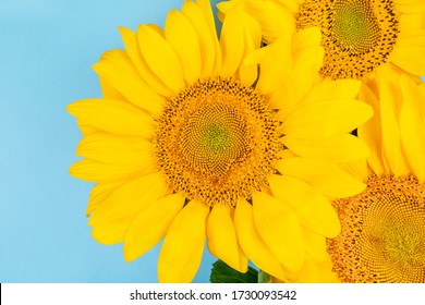 Bright Big Yellow Sunflower Bouquet On Blue Background. Flatlay Style.