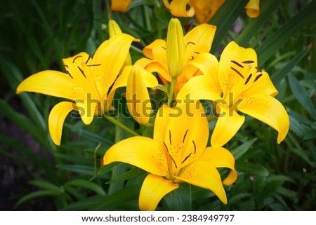 Bright  bloom of Asiatic lilies (Yellow county variety) with green foliage in summer garden.