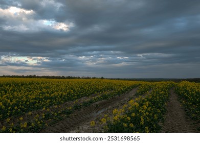 Bright blooming canola field, yellow flowers and green stalks against the evening sky. HDR style. - Powered by Shutterstock