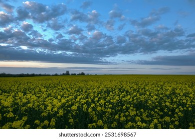 Bright blooming canola field, yellow flowers and green stalks against the evening sky. HDR style. - Powered by Shutterstock