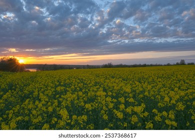 Bright blooming canola field, yellow flowers and green stalks against the evening sky. HDR style. - Powered by Shutterstock