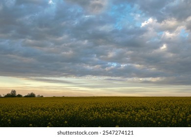 Bright blooming canola field, yellow flowers and green stalks against the evening sky. HDR style. - Powered by Shutterstock