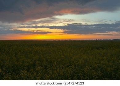 Bright blooming canola field, yellow flowers and green stalks against the evening sky. HDR style. - Powered by Shutterstock