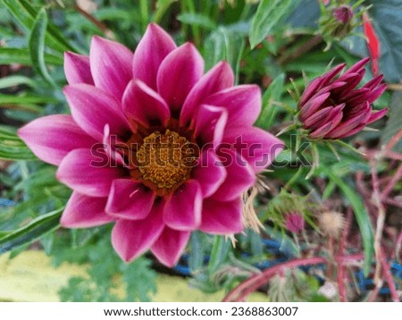 Bright blooming flowers of the gazania plant among green leaves. Floral background