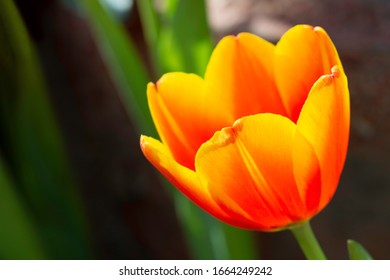 Bright blooming orange bouquet tulip flower in the field .