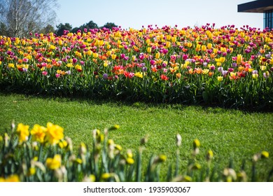 bright blooming orange tulips on flowerbeds in Keukenhof Park in sunny weather