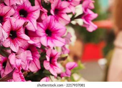 Bright Blooming Pink Petunia Hybrida