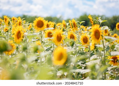 ひまわり畑 イラスト 空 の写真素材 画像 写真 Shutterstock