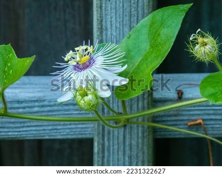 Bright blossom of corkystem passionflower (binomial name: Passiflora suberosa), also known as corky passion vine, on a garden trellis after rain in Florida. Honey bees can harvest its nectar.