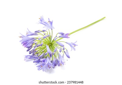 Bright blue Agapanthus flower isolated on white - Shutterstock ID 237981448
