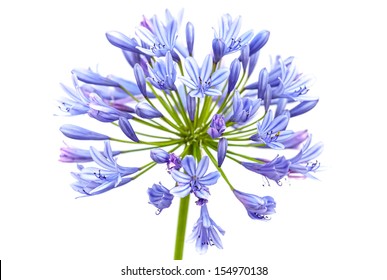 Bright blue Agapanthus flower. Macro photo isolated on white - Shutterstock ID 154970138
