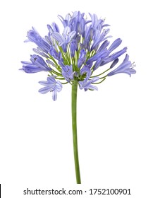 Bright blue Agapanthus flower on white background. Macro photo - Shutterstock ID 1752100901