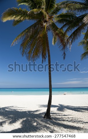 Bright blue Caribbean beach view with palm tree at Varadero Cuba