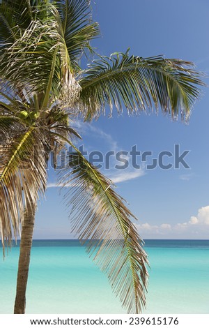 Bright blue Caribbean beach viewed with palm tree at Varadero Cuba