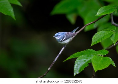 A bright blue Cerulean Warbler perched on a branch surrounded by bright green leaves soaked with rain drops.