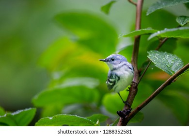 A bright blue Cerulean Warbler perched on a branch of rain covered leaves in soft overcast light. - Shutterstock ID 1288352581