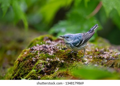 A bright blue Cerulean Warbler perched on a mossy covered log in the bright green forest. - Shutterstock ID 1348179869