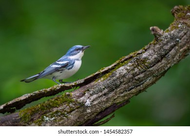 A bright blue Cerulean Warbler perched on a heavy textured log with moss and a smooth green background. - Shutterstock ID 1454582357