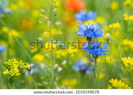 Bright blue cornflowers (Centaurea cyanus) on the field in summer at a sunny day. Cornflowers close up in green grass. Field with cornflowers. Summer background