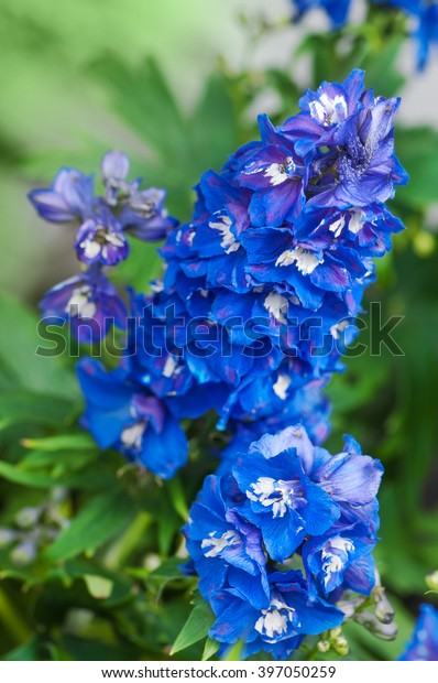 Bright Blue Delphiniums Perennial Flowering Plant Stock Photo (Edit Now ...