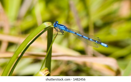 A bright blue dragon fly snags a tiny insect perched on a blade of grass for his lunch