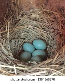 714 Eastern bluebird nest Images, Stock Photos & Vectors | Shutterstock