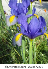 Bright Blue Flag Iris Flower Close Up