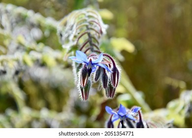 The Bright Blue Flowers Of Common Borage.