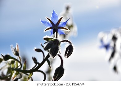 The Bright Blue Flowers Of Common Borage.